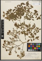 Foto von Salix starkeana Willd.